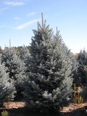 Colorado Spruce